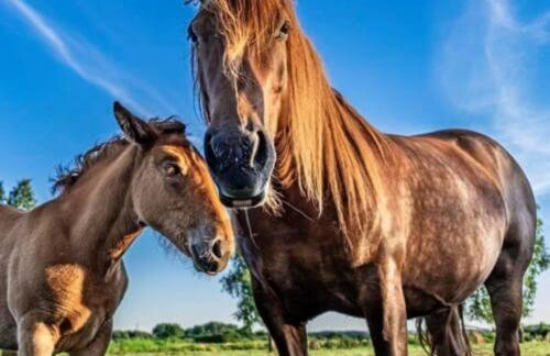 Agroturystyka u Janeckich - Foto 1