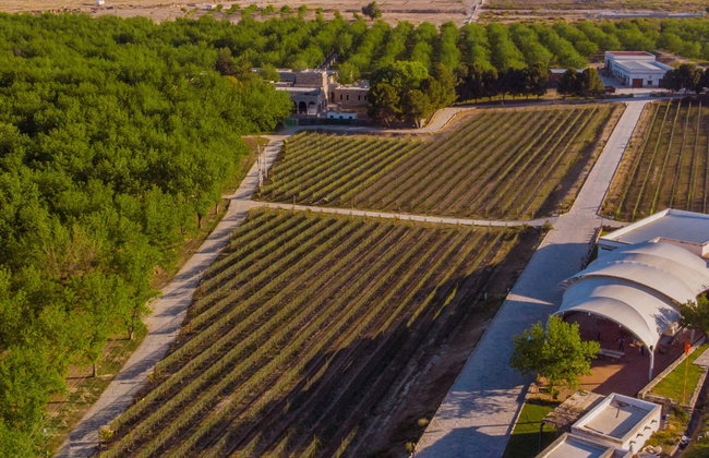 Tour privado por un viñedo de Parras de la Fuente - Foto 1