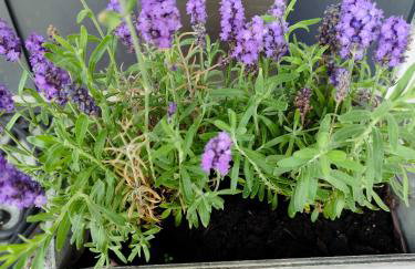 Somewhere Between Apartments - Foto 30