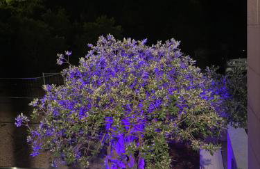 Apartments and room Adriatic Blue - Foto 46