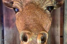 Jungle Cabin - Foto 26