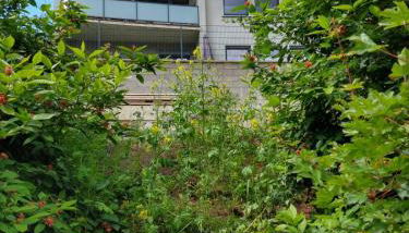 Ferienhaus Fräulein Frenz - Foto 3, Garden