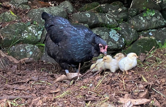 Cabane Tiny Tree House no4 - Foto 32