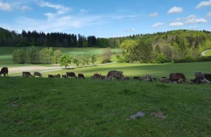 Rösslerhof Ferienwohnung Stiller Bach - Photo 19