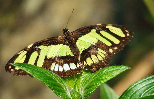 Excursion à la serre aux papillons de Mindo - Photo 3