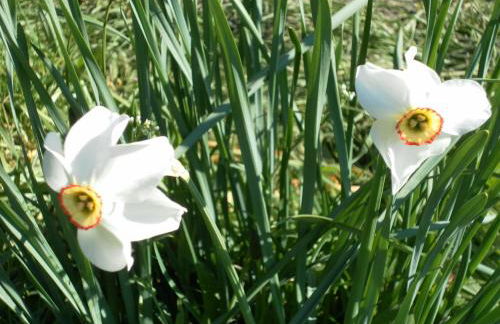 Ferienwohnungen Brunner - Foto 25