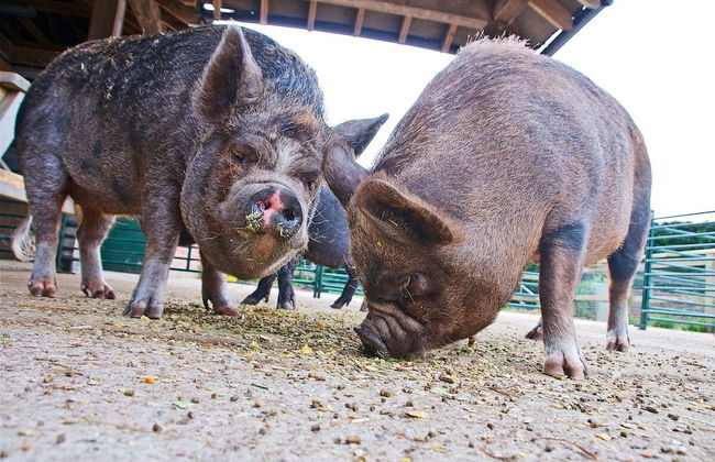 Northlands Farm & Lakes - Foto 32