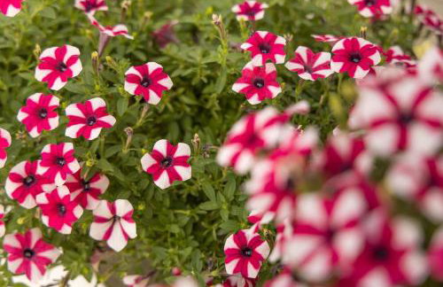 Renalda House in the Port of Adamas - Foto 36