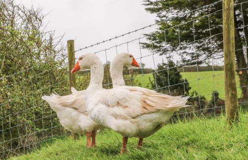 Wren Cottage - Foto 15