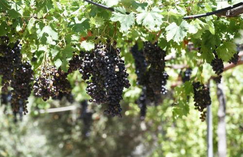 Elia Guesthouse - Kissamos - Foto 5