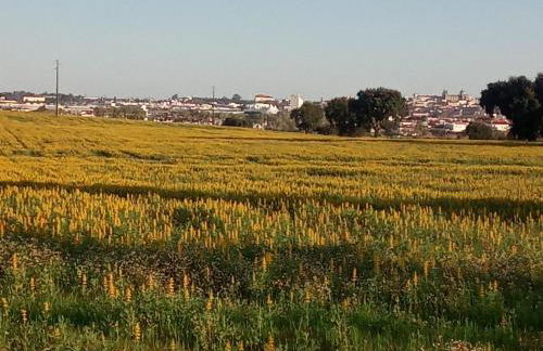 Monte Da Serralheira Agro Turismo - Foto 52