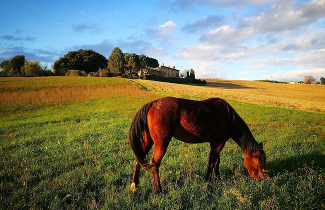 Agriturismo Casale dei Frontini - Foto 36