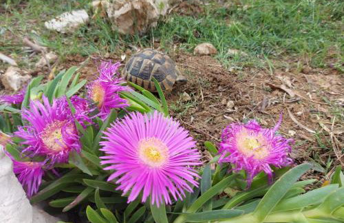 Apartmani Ciprijan - Foto 15