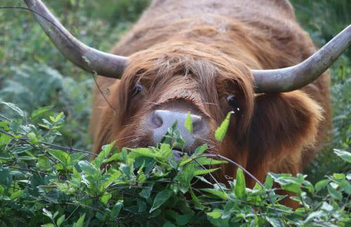 Robin Cabin with hot tub - Foto 25