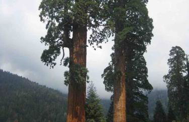 Sweet getaway in private Giant Sequoia Grove! - Foto 16