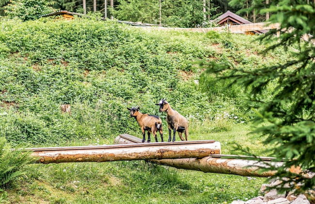 Ferienhaus mit Schwimmbad in Jagersgrun - Foto 28