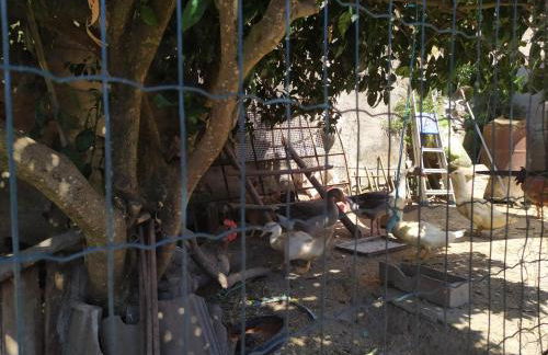 Casa da Rota dos Moinhos - Foto 9