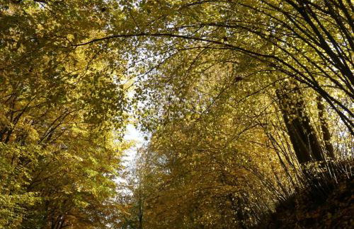 Weisses Huhn von Moschendorf - Photo 56