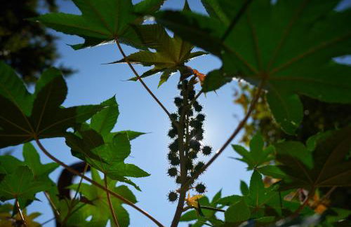 Jardin de Palme - Foto 68