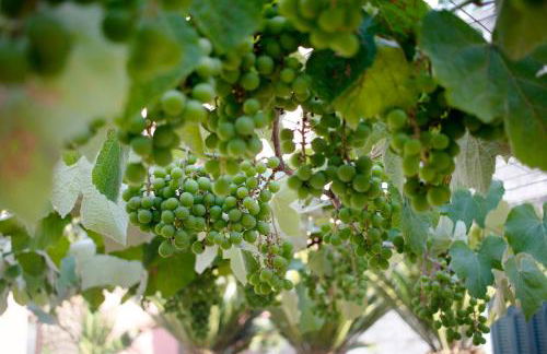 Dimore di Bacco - Foto 35