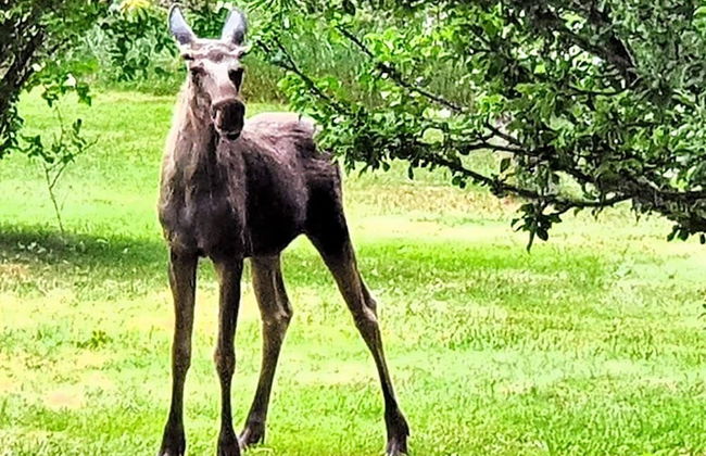 5 Person Holiday Home in Ydre - Foto 13