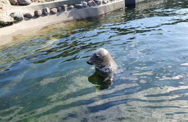 Apartament HEL - Foto 8