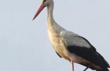 Ferienwohnungen Pustane - Foto 23