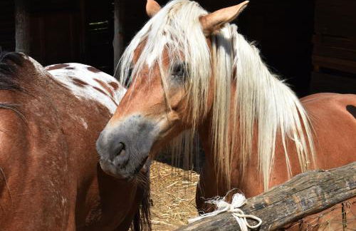 Fattoria Alvaneta - Foto 58