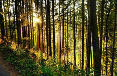 Apartment in Gutenbach With Nearby Forest - Foto 61