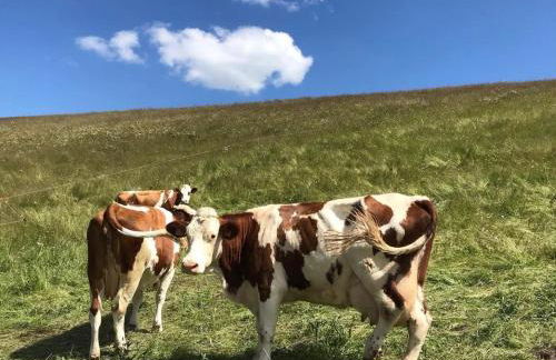 Appartement proche de la ville et du parc du Truchet - Foto 24