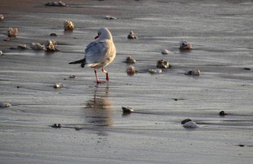 Ty Gwenn, dans un parc boisé, la plage à vos pieds - Foto 36