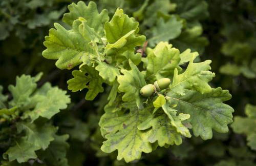 Ferienwohnung Heide View - Foto 25