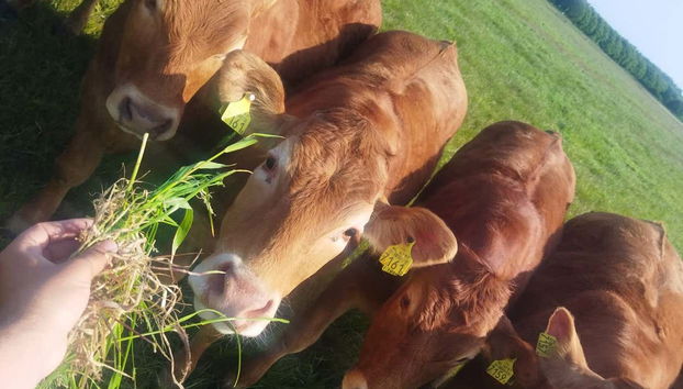 Make friends with the locals