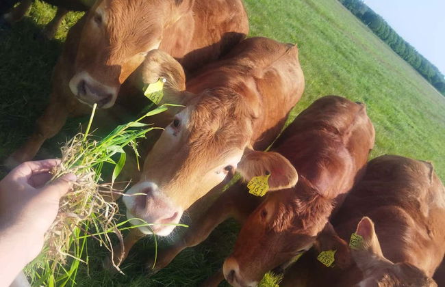 Tour en bicicleta por la campiña holandesa - Foto 5