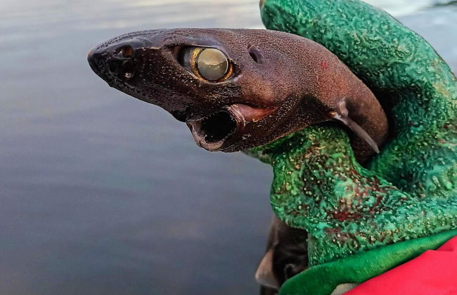 12 Person Holiday Home in Davik - Foto 29