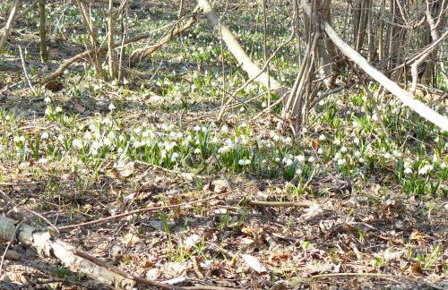 Gästehaus am Brombachsee - Foto 28