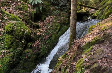 Le petit Kichon - Foto 44