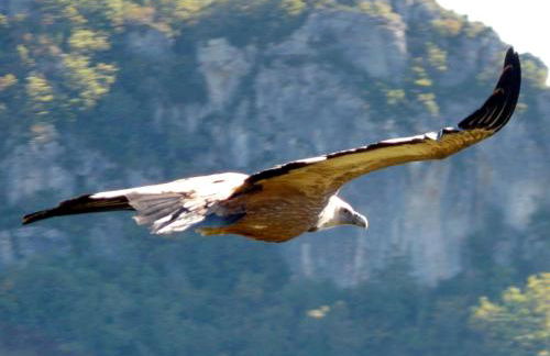 Gites Castel de Cantobre - L'Egyptien - Photo 14