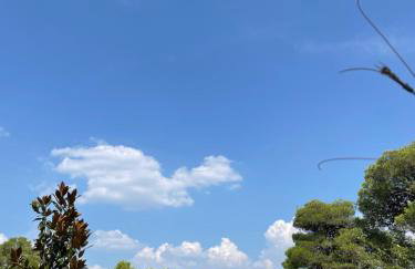 Oleander adria - Foto 23