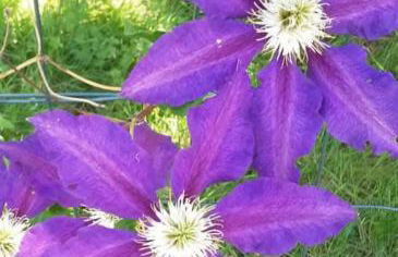 LO CANTO - Piscine & Spa - Près d'Albi et Cordes - Foto 14