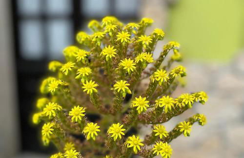 La casita de Olivia Espinaredo - Foto 62