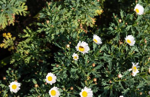 Il Giardino dei Gigli - Foto 53