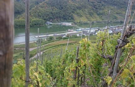 Ferienwohnungen Am Bruttiger Moselsteig - Foto 68