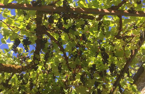 O Muíño da Balsiña - Foto 33