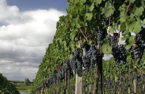 Casa das Palmeiras + Quiosque - Foto 77