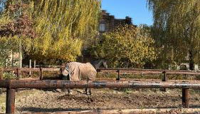 Cottage am Rosencarree - Foto 5