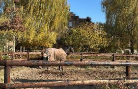 Cottage am Rosencarree - Foto 5