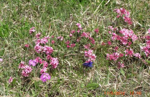 Almroeserl - Foto 42