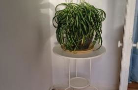 Vintage EG - Foto 39