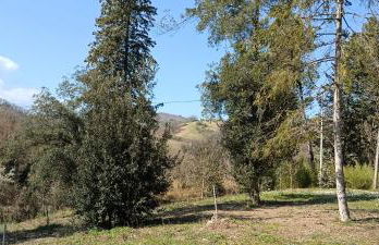 Casale La Pineta - Foto 27